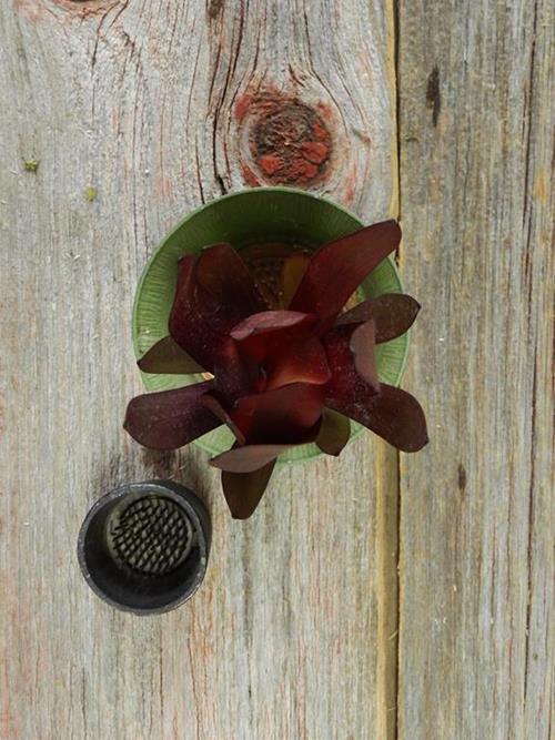 SAFARI SUNSET  BURGUNDY LEUCADENDRON